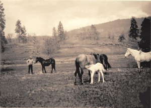 Will Nickell and his horses on his ranch up the Salt Creek Rd.